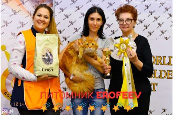 Мейн-кун супер кошка шоу класса в Краснодаре фото 5