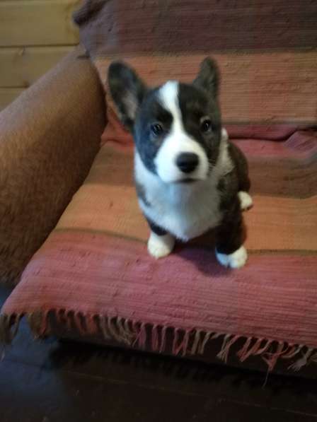 Щенки вельш корги кардиган в Москве фото 27