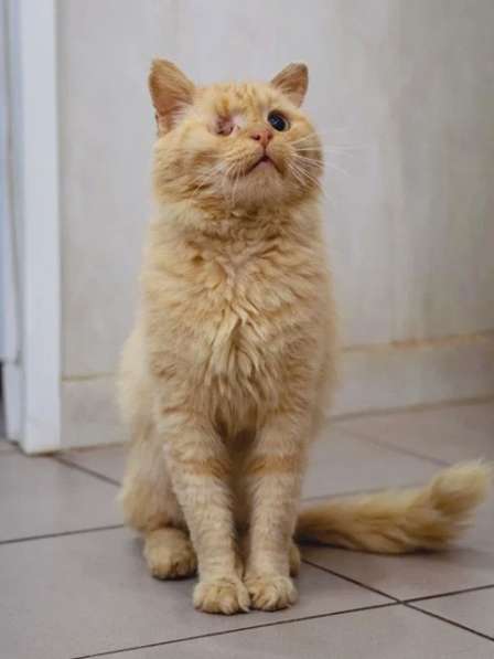 Рыжее солнышко Лева, молодой особенный котик ищет дом в Москве