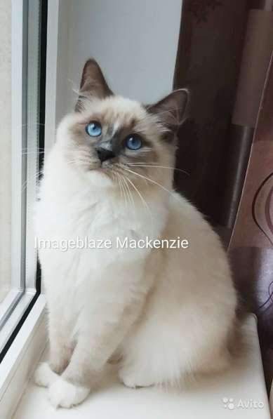 Невский маскарадный мальчик в Санкт-Петербурге фото 3