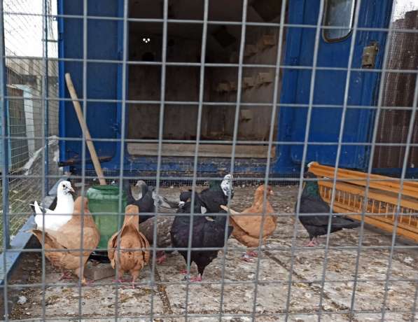 Голуби Кинги в фото 10