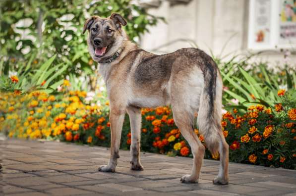 Герда - ласковая, послушная собака ищет дом в Москве фото 5