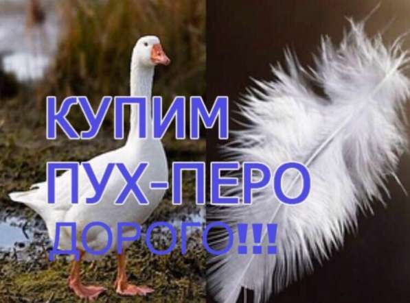 Гусиный в Оренбурге