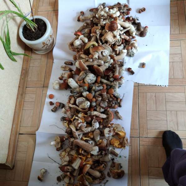 Сушеные грибы в Санкт-Петербурге