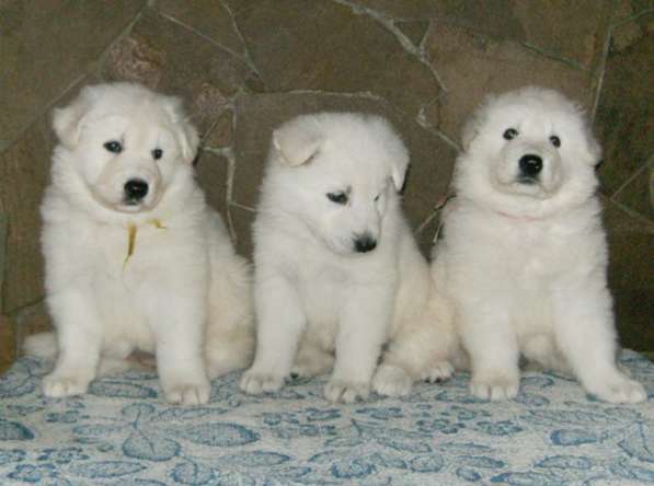 ПРОДАМ Щенков Кавказской овчарки в Симферополе