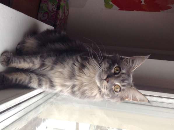 Великолепная красавица кошечка мейн кун в Москве фото 5