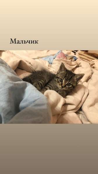 Милые шотландцы ищут своих хозяев ! в Санкт-Петербурге фото 16