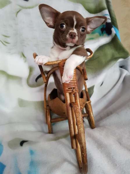 Щенок чихуахуа (кобель) в Киржаче фото 4