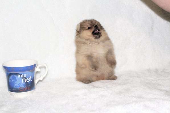 В продаже мини щеночки померанский цверг ШПИЦ в фото 6