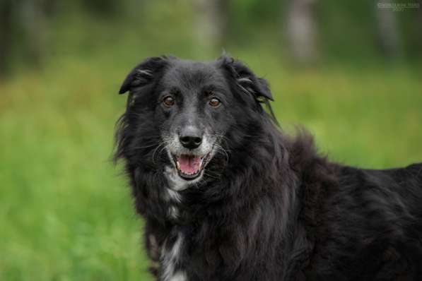 Весёлая, ласковая Чукча ищет семью в Москве фото 23