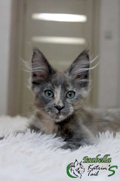 Maine Coon Female Izabella в фото 3