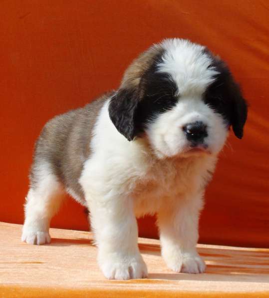Sale. Puppies of long-haired senbernary. Arrange delivery в Владивостоке фото 15