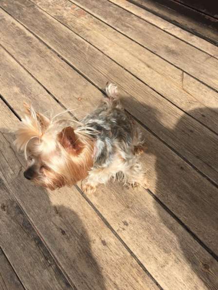 Йорк в Москве фото 6