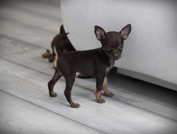 Щенки Русский Той в Иркутске фото 24