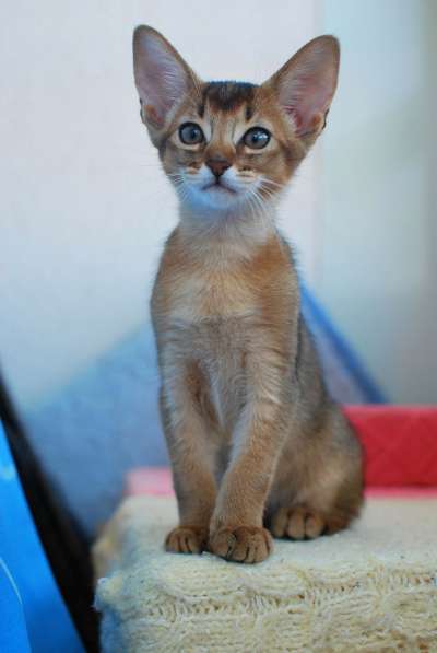 Абиссинские котята, мурчащие львята