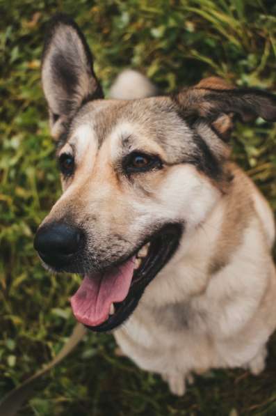 Добрейшая и милейшая собака ищет дом в Санкт-Петербурге фото 12