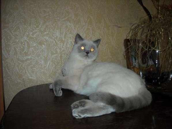 Британская кошка в фото 3