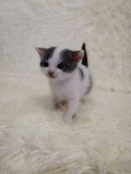 Без кота и жизнь не та! в Липецке фото 22