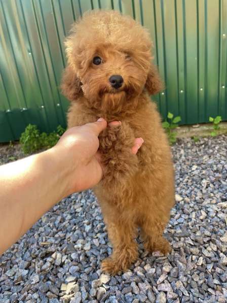 Пудель. Apricot в фото 6