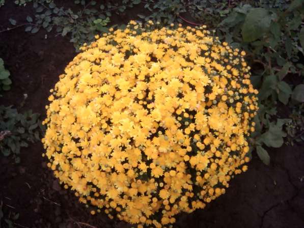 Шаровидные хризантемы в Майкопе фото 5