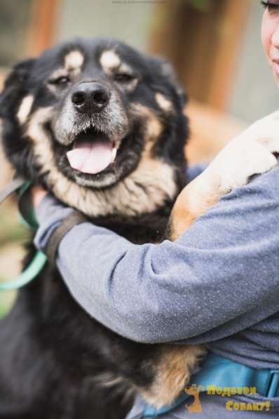 АССОЛЬ. Невероятно красивая собака!