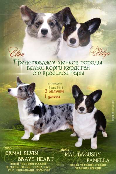 Элитные щенки плроды Вельш корги кардиган в Мурманске фото 16