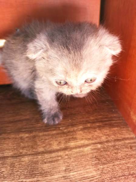 Продам британцев в фото 5