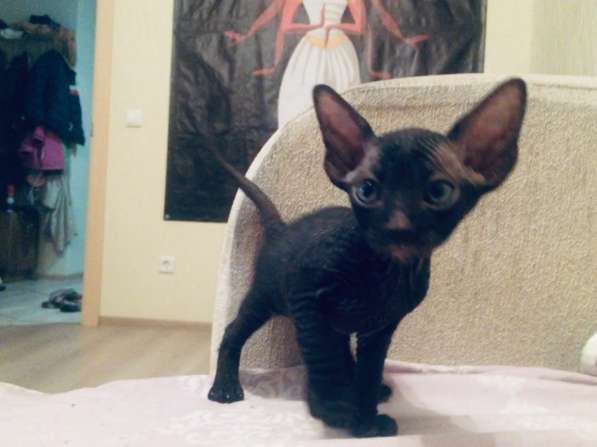 Канадский сфинкс в Санкт-Петербурге