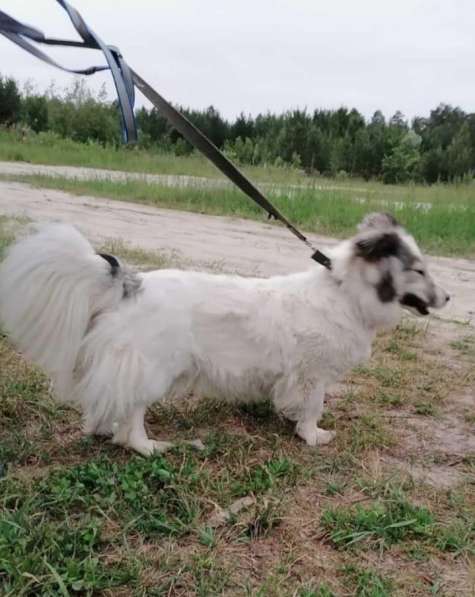 Маленькая пушистая и очень ласковая собачка в Санкт-Петербурге фото 12