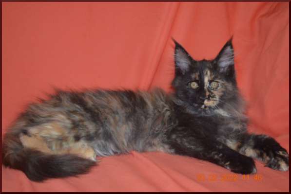 Роскошный черный котик мейн-кун из питомника в Астрахани фото 112