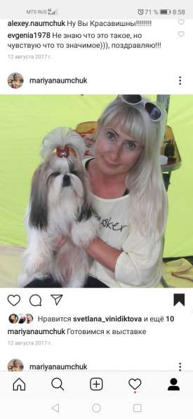 Щенок ши-тцу перспективный для шоу в Калининграде фото 6