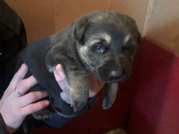 Щенки ВЕО с документами в Санкт-Петербурге фото 49