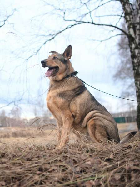 Большой добрый Борман ищет семью в Москве фото 23