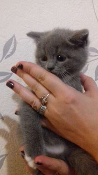Шотландский котенок в Мытищи фото 4
