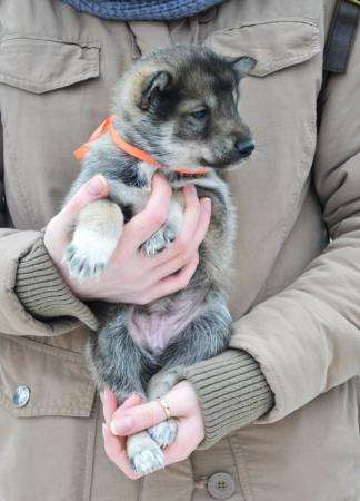 Предлагаются на продажу шикарные щенки западно-сибирской породы лайки от породных предков в фото 6