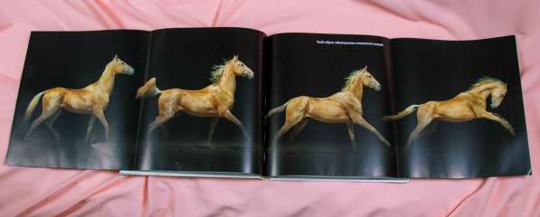 Книга-альбом про Ахалтекинцев, лошади, Туркмения в Москве фото 5