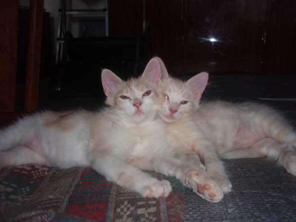Два котика-братика. От кошечки ангоры в фото 4