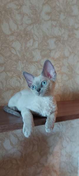 Девон-рексы котята в Омске фото 3