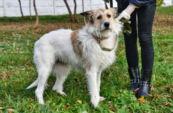 Обаятельная Скрепка ищет семью в Москве фото 14