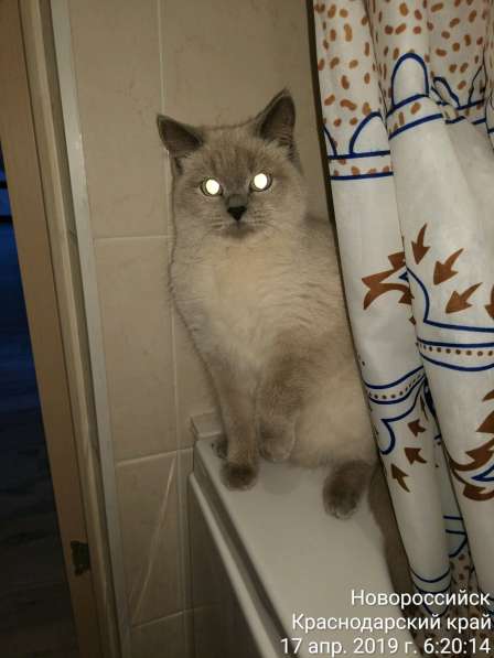 Продается кошка в Новороссийске фото 5
