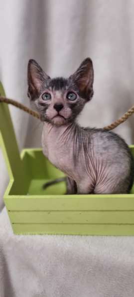 Продаются котята породы Lykoi (Ликой, кошка-волк) в Санкт-Петербурге фото 20