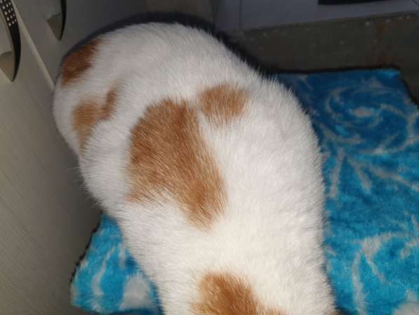 Котенок девочка 3.5 месяца белая даром в фото 6