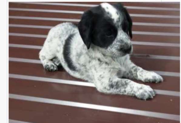 Щенки- дворняги в Уфе фото 6