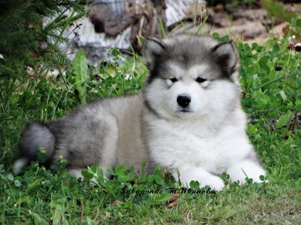 Щенки Маламута