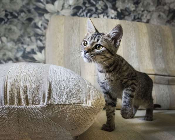 Котёнок в дар в фото 11