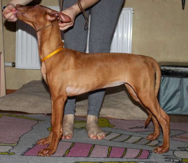 Щенки Фараоновой собаки в Санкт-Петербурге фото 14