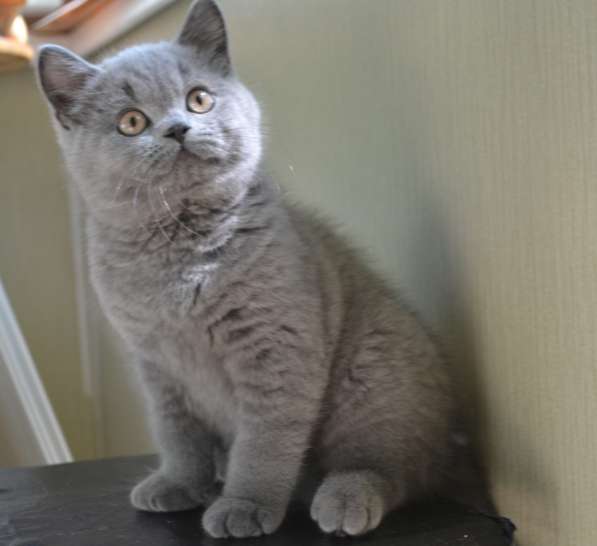 Котик породы британская короткошерстная в Хабаровске фото 3