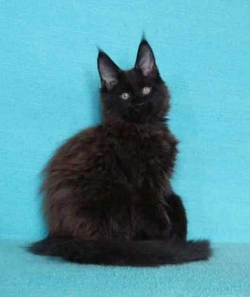 Апельсинки к Новому Году в Рязани фото 56