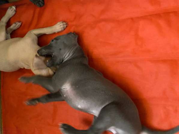Italian greyhounds blue girl 1 months $4500 AKC Registration в 