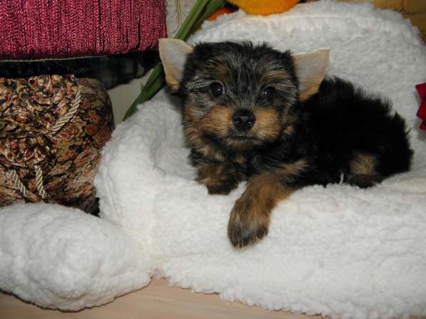 Мальчики йоркширского терьера в Москве фото 25